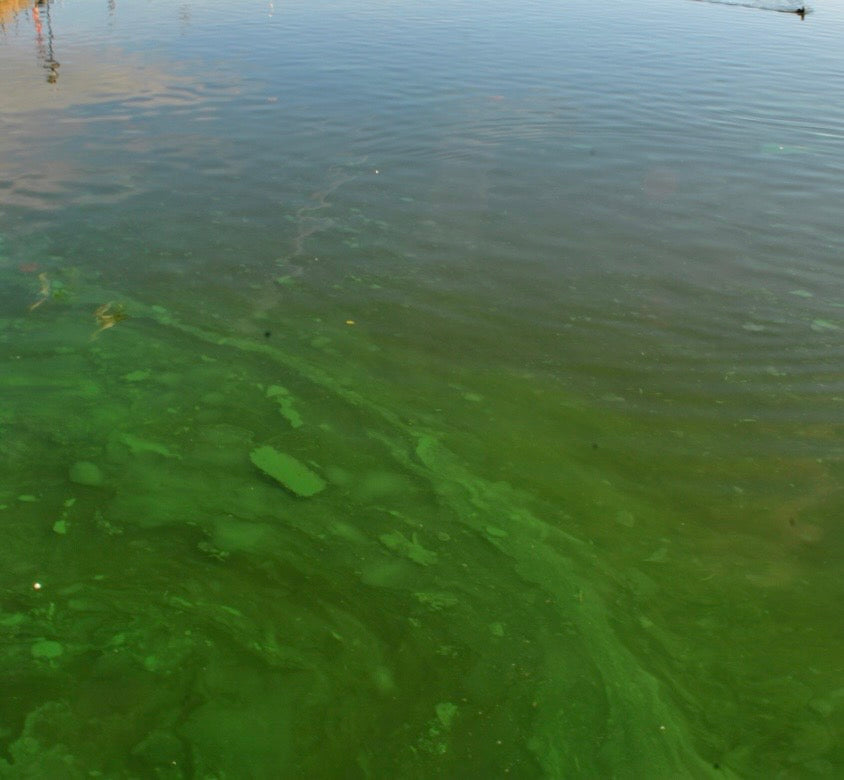 Blue-Green Algae in Scotland: A Wild Swimmer's Safety Guide