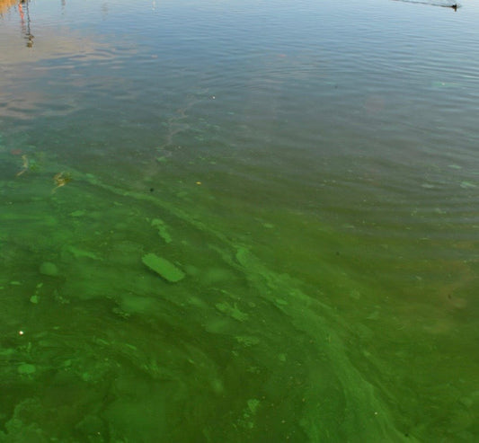 Blue-Green Algae in Scotland: A Wild Swimmer's Safety Guide